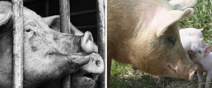 The UK’s animals risk losing their legal status as sentient beings. We cannot let this happen. Take action >> bit.ly/2ucEWuR