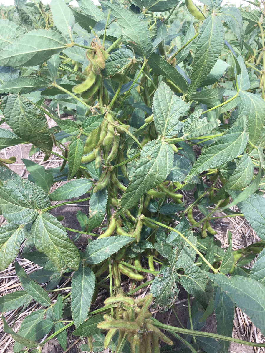 CThaubergerAG's tweet photo. Third Party variety trial near Indian Head/Sintaluta SK. Stand outs Syngenta M2's &amp; L3's. #podexplosion! @SueSoybean @SamSoybean https://t.co/uVRHilh0j6