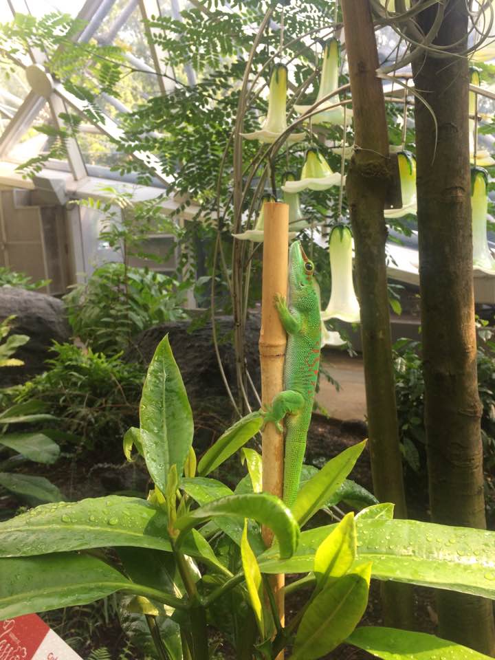 erinsullivan410's tweet photo. Its #WorldLizardDay!  
Hello from the dome | Phelsuma madagascariensis madagascariensis
#madagascar #daygeckos https://t.co/owj3Bt9HmT