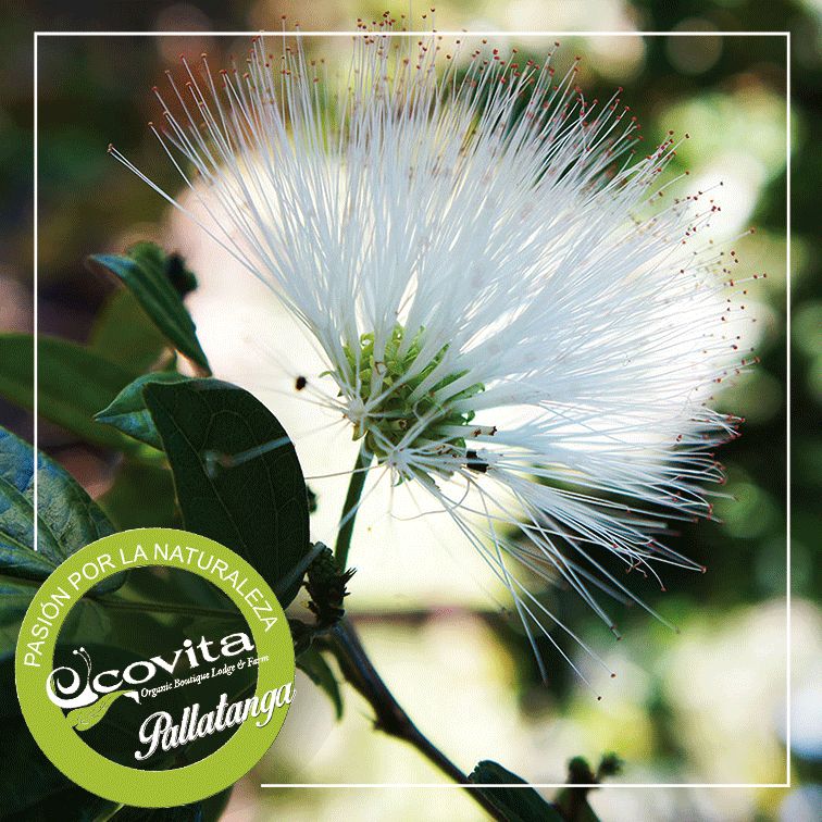 ECOVITAGROUP's tweet photo. Ecovita La Pasión por la Naturaleza te da una Experiencia de Vida
#PasiónPorLaNaturaleza #ExperienciaDeVida #PassionForNature #greenthink https://t.co/pu264AIYxg