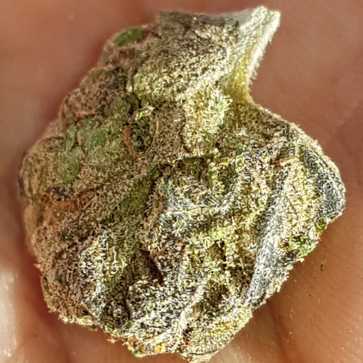 Wanted Seeds tweet media