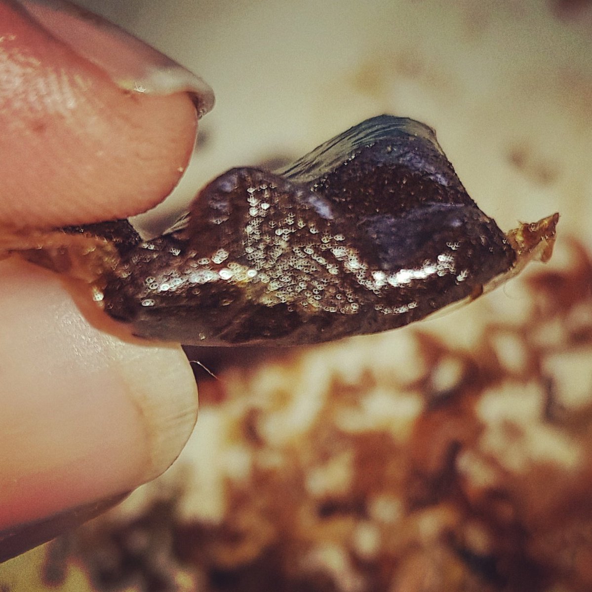 Wanted Seeds tweet media