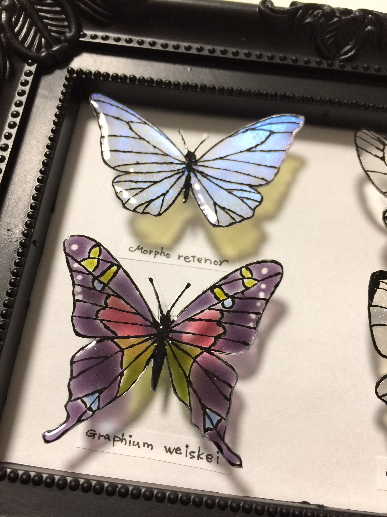 ちーず レジンで蝶の標本作りました レジン