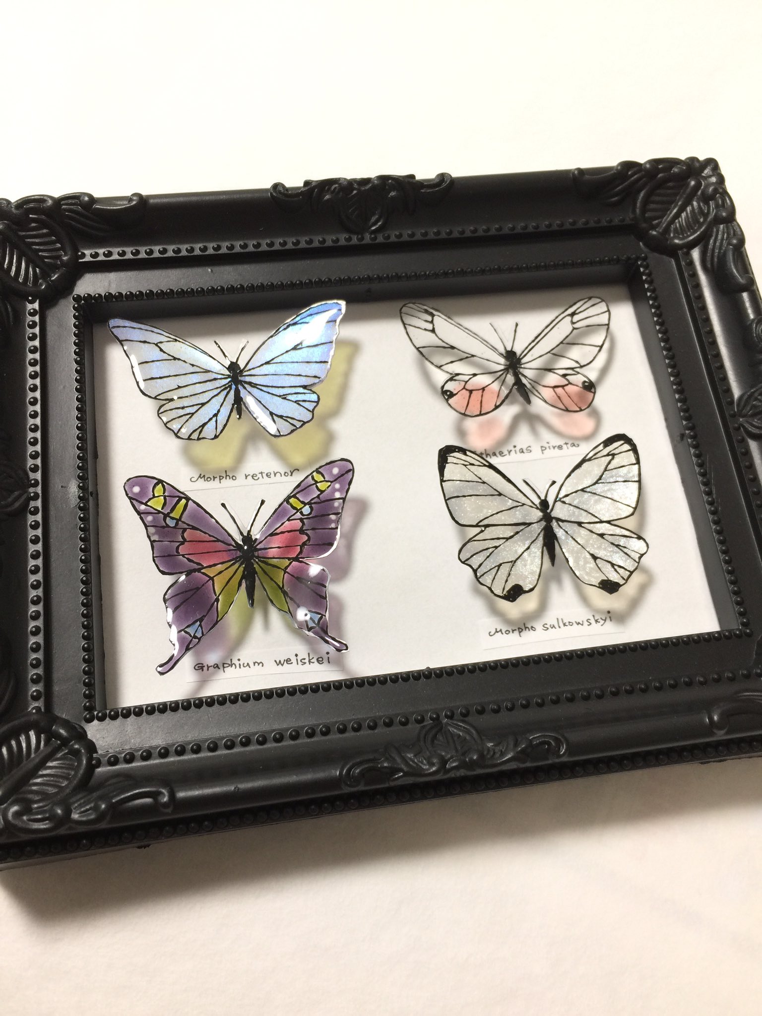 蝶標本　まる・リクエスト 蝶標本 まる・リクエスト メーカー直売】 蝶標本 まる様 専用