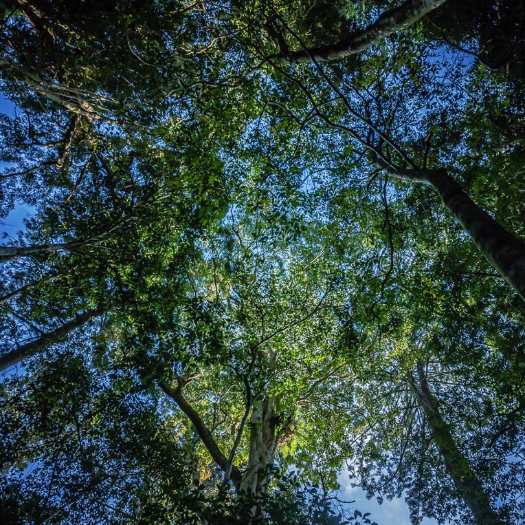 LeahBarclay's tweet photo. Download the free app #Aurality &amp; explore the soundscapes of Queensland’s rainforests, rivers &amp; reefs for #NatSciWk https://t.co/IuYKX7tRvC https://t.co/UUMC6u2aPT