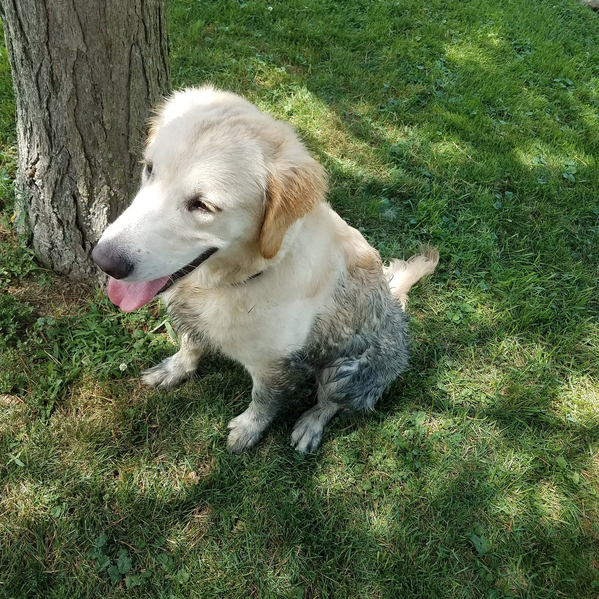 EddysTraveling's tweet photo. He is now a true country dog!!
#gannicus #goldenretriever #puppy #gettingintotrouble https://t.co/Q1FhjrW2v6