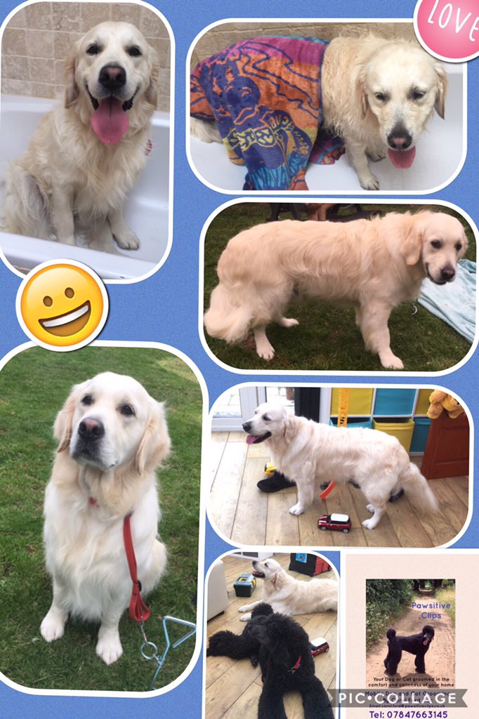 PawsitiveClips's tweet photo. @white_label_dev I'm dog Groomer https://t.co/76cPC19O3i