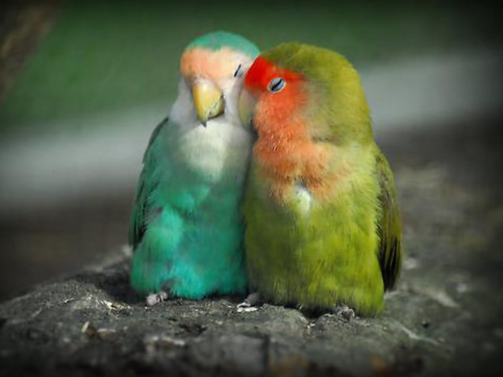 Beautiful Love Birds 💕💙😍💞