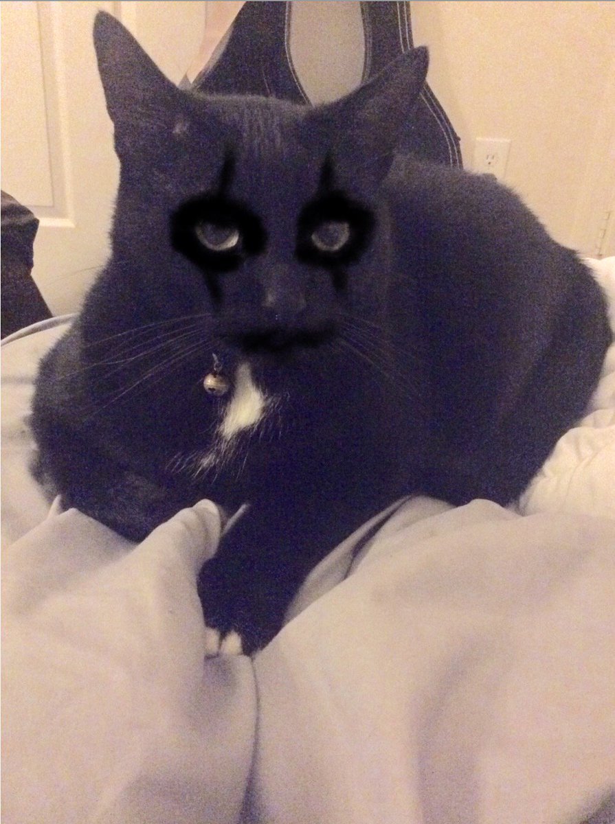 gloomygee's tweet image. I thought it was cute that the one person Crowified their cat so I did too #waytocrow @lynzway