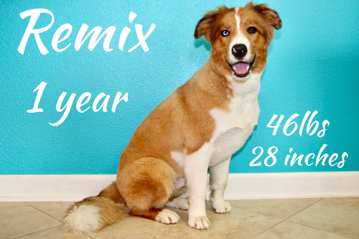 OneGirl4Paws's tweet photo. I'm 1 today! ☝🏼
#happybday #bday #birthdayboy #bdaypup #onegirl4paws #remix #bordercollie #dogtraining #puppy #dog #orlando #florida https://t.co/M8LFOe94AI
