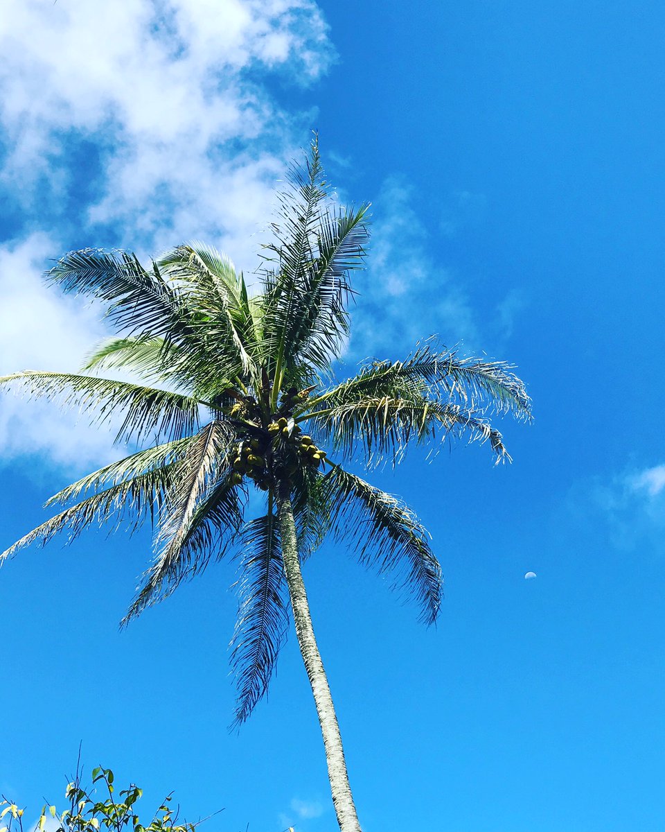 oxleycreations's tweet photo. Current status: in paradise. https://t.co/veDBjYIMKm