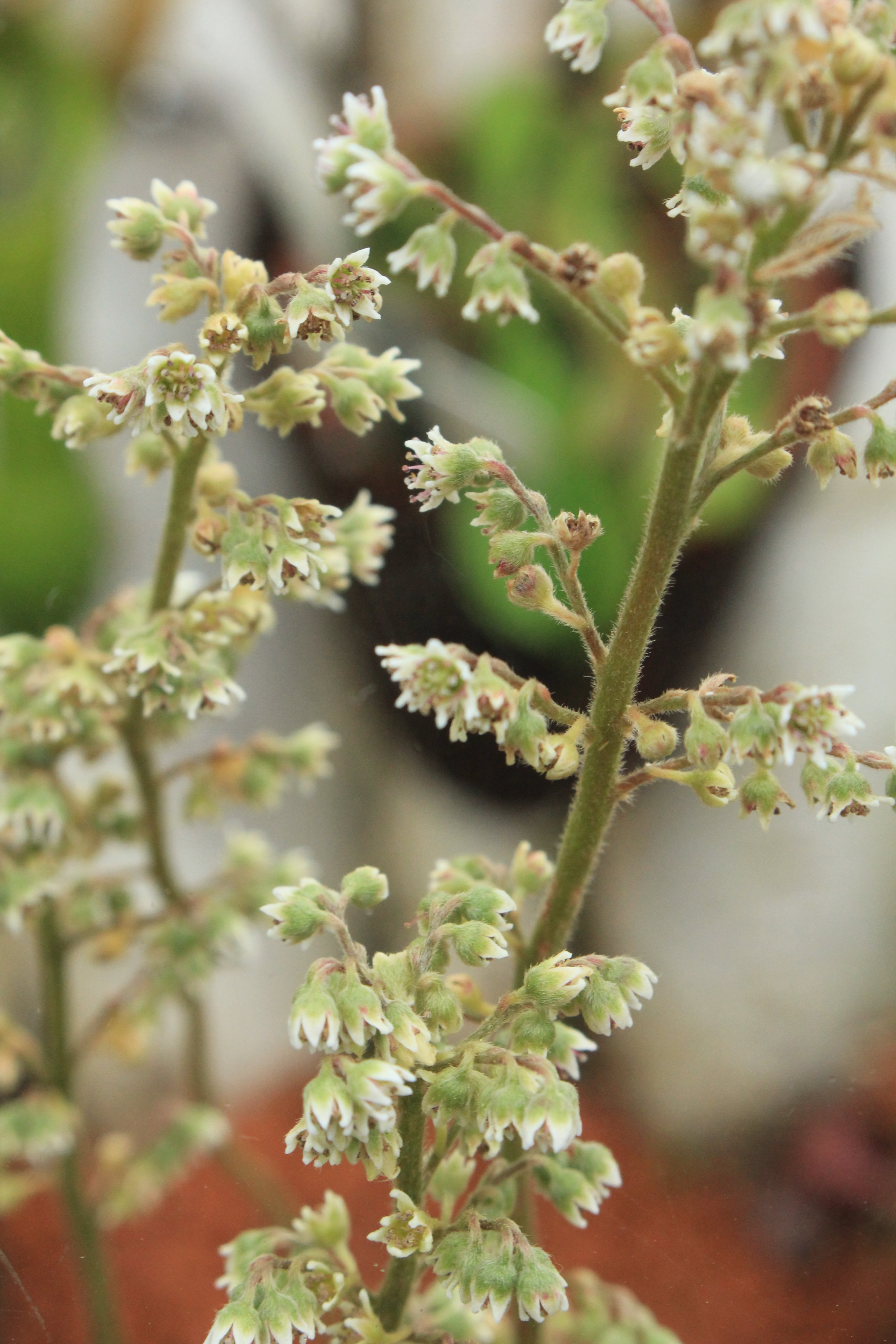 تويتر 咲くやこの花館 على تويتر こちらは当館の高山植物室で見られる 食虫植物 の フクロユキノシタ です ウツボカズラにそっくりな捕虫袋を持ちますが 実はウツボカズラの仲間ではなく フクロユキノシタ科フクロユキノシタ属に属する唯一の種です 現在
