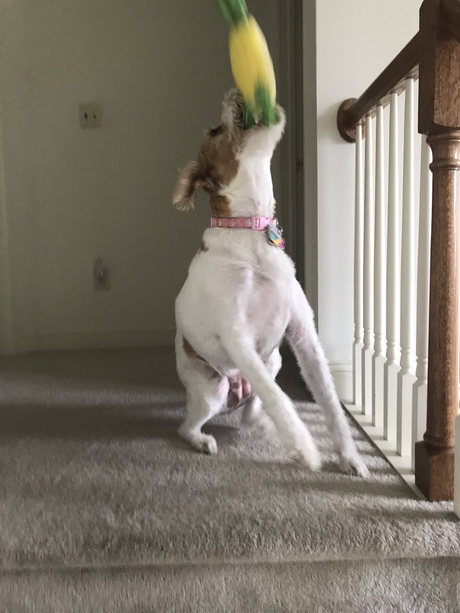 shayna1221's tweet photo. Before giving my dog a new toy 
Vs. 
After giving my dog a new toy https://t.co/NuXHgQPcDT