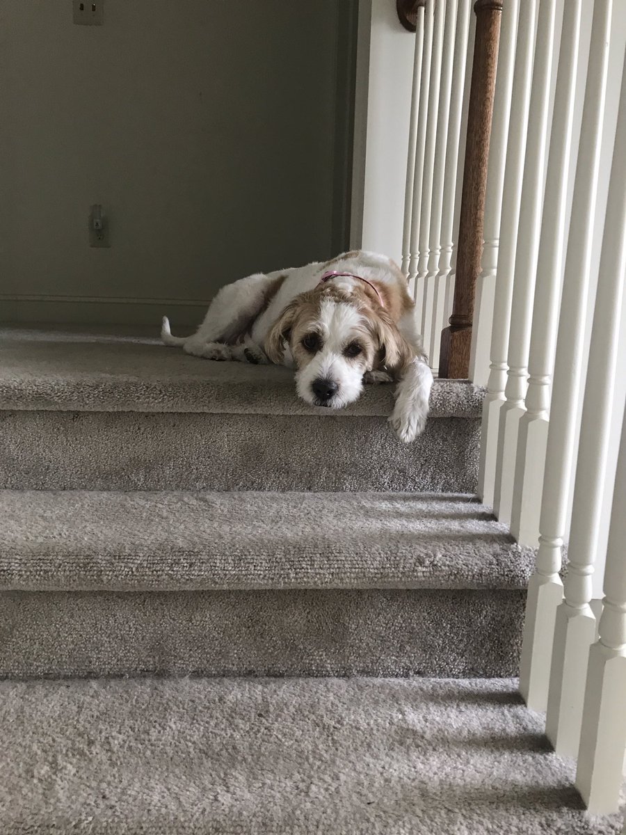 shayna1221's tweet photo. Before giving my dog a new toy 
Vs. 
After giving my dog a new toy https://t.co/NuXHgQPcDT