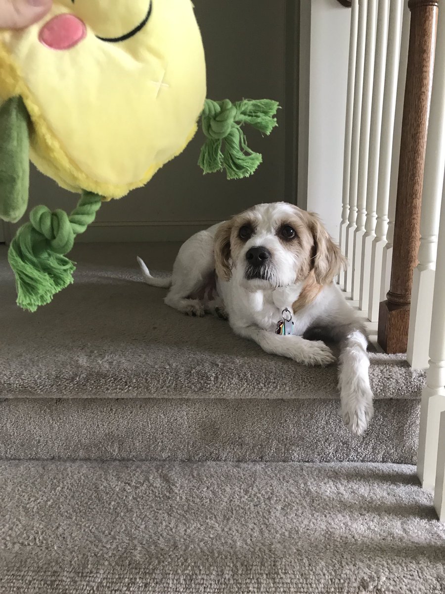 shayna1221's tweet photo. Before giving my dog a new toy 
Vs. 
After giving my dog a new toy https://t.co/NuXHgQPcDT