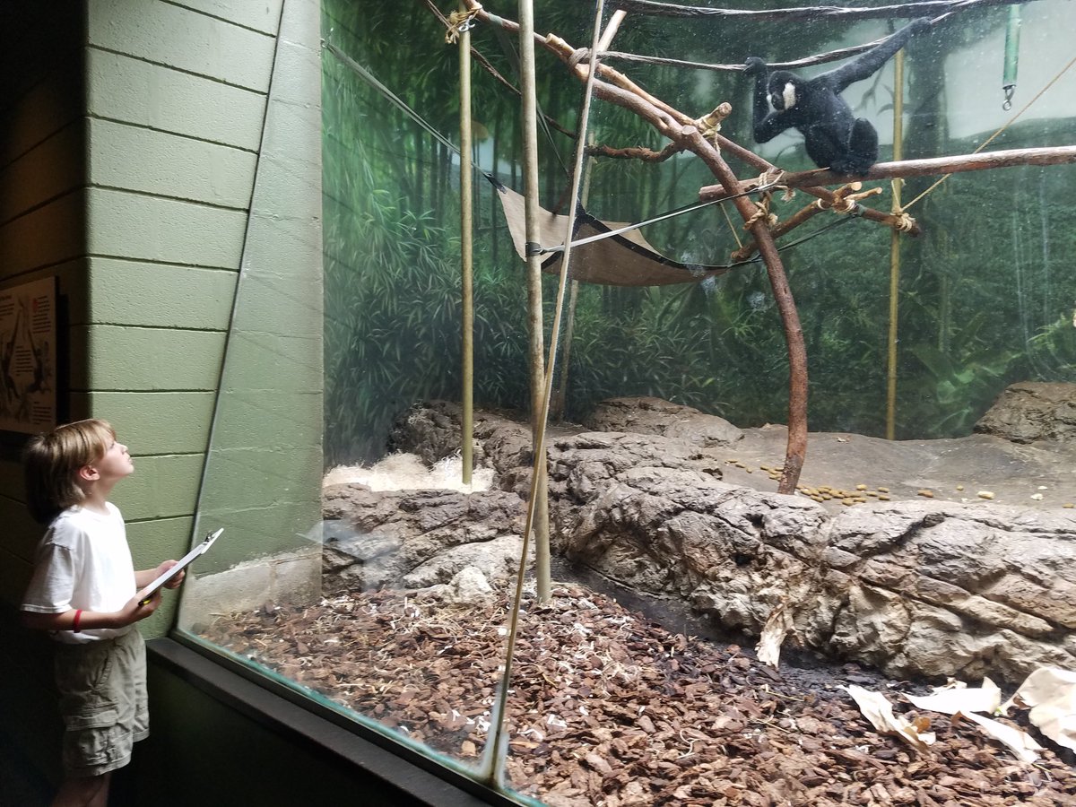 HatHeather's tweet photo. Back in his element @lincolnparkzoo #ethograms #caruso #notamonkey https://t.co/fMAuJIfdWQ