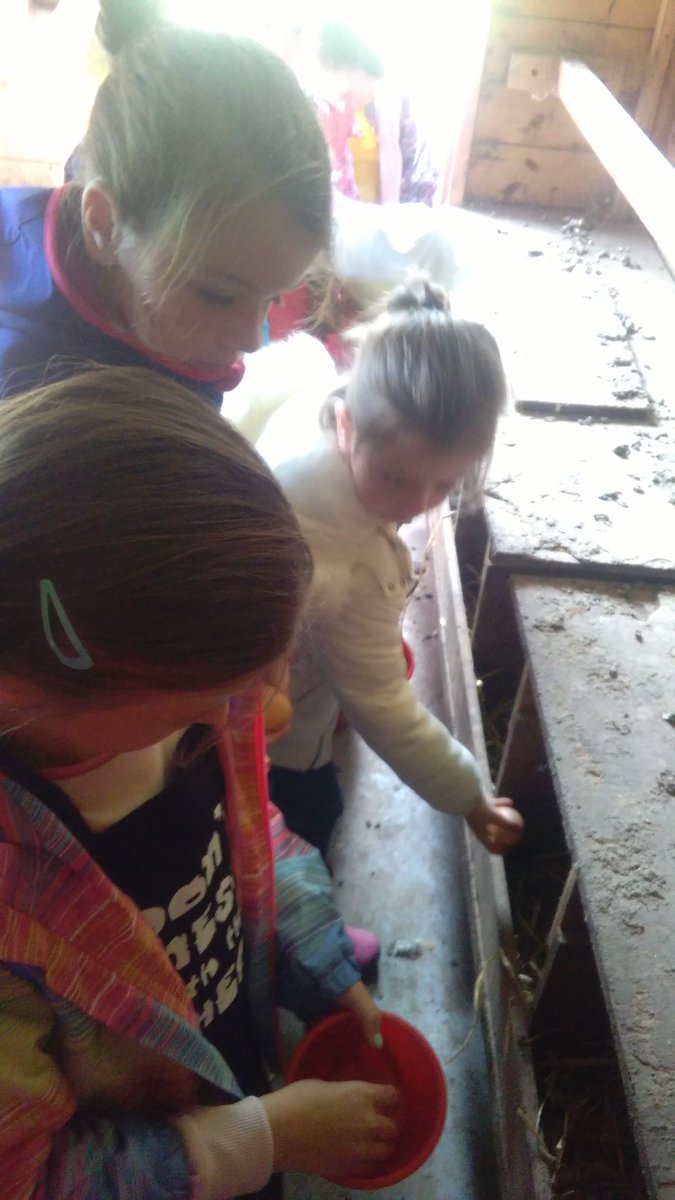 FionaEgan2's tweet photo. First job this morning, collect the egg's
.
OnTheFarm #KidsCookeryClasses #KidsBakingClasses #Abbeyshrule #Longford https://t.co/JNfYl9hTz1
