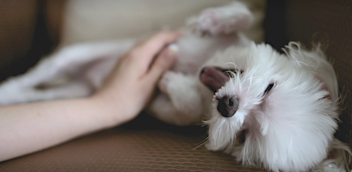 Bronte Village Vet tweet media