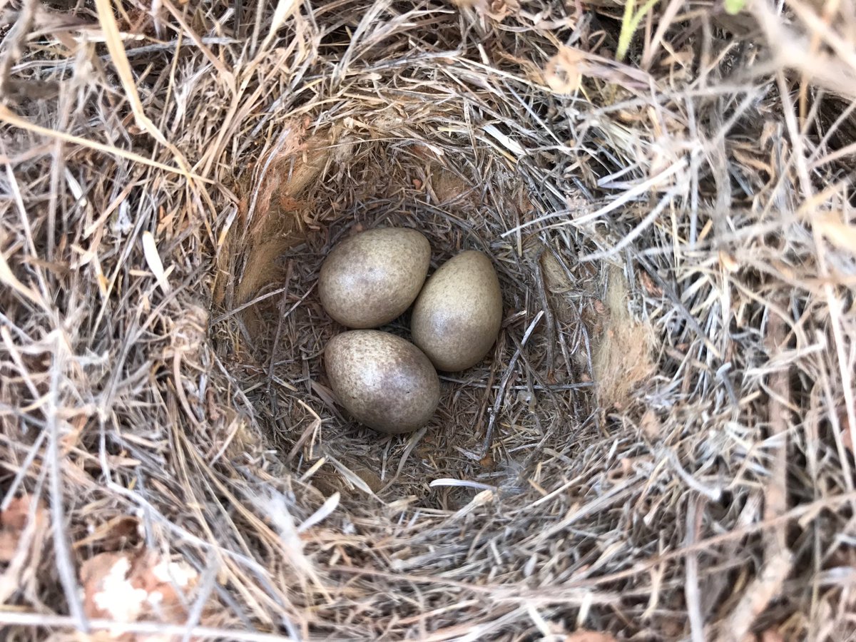 Tawny Pipit nest