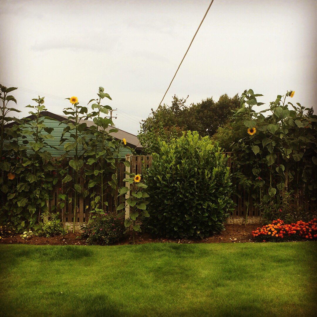 BHT_Sunflowers's tweet photo. Current top 3 #TFFSL #sunflowers: 1)Sheila in #scunthorpe (345cm-pic); 2) @WTJohnston 262cm; 3) @DawnMorrise 239cm.Still time to (re)-enter! https://t.co/VAEKtTkFPR