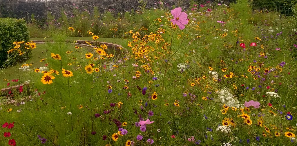 mywildwoods's tweet photo. Wildflowers take over the rose garden at #StFagan's museum in Cardiff https://t.co/KiO3J9DZ32