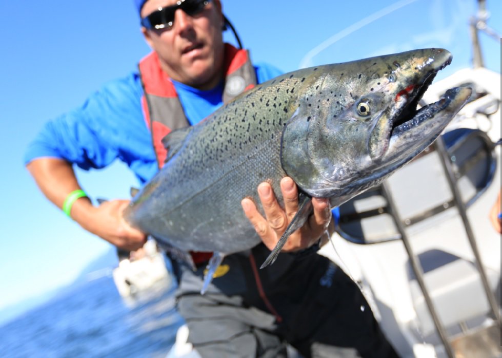 PSF's tweet photo. #VancouverChinookClassic Derby in support of @PSF salmon project is this weekend! Big CASH prizes! Register: https://t.co/ld7F7h4fcA https://t.co/WxTauMxCWO