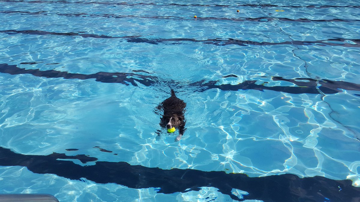 AuntJo7's tweet photo. @StillwaterOKgov  Scout loved #PoochesInThePool. Thank you for sponsoring this fun event! https://t.co/OsKJHMsasP