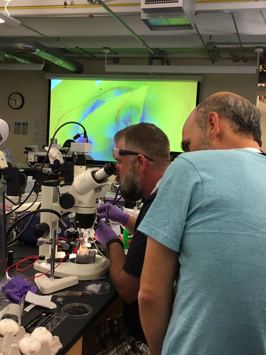 SilviaPrades's tweet photo. @daudet_n teaching electroporation at #BIE2017 @MBLScience @UCLEarInstitute https://t.co/6MitLhV2Yr