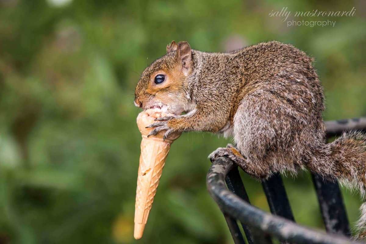 First submission #fsprintmonday <a href="/NorthernLifeMag/">Northern Life</a> now all he wants is hazelnut sauce 🌰