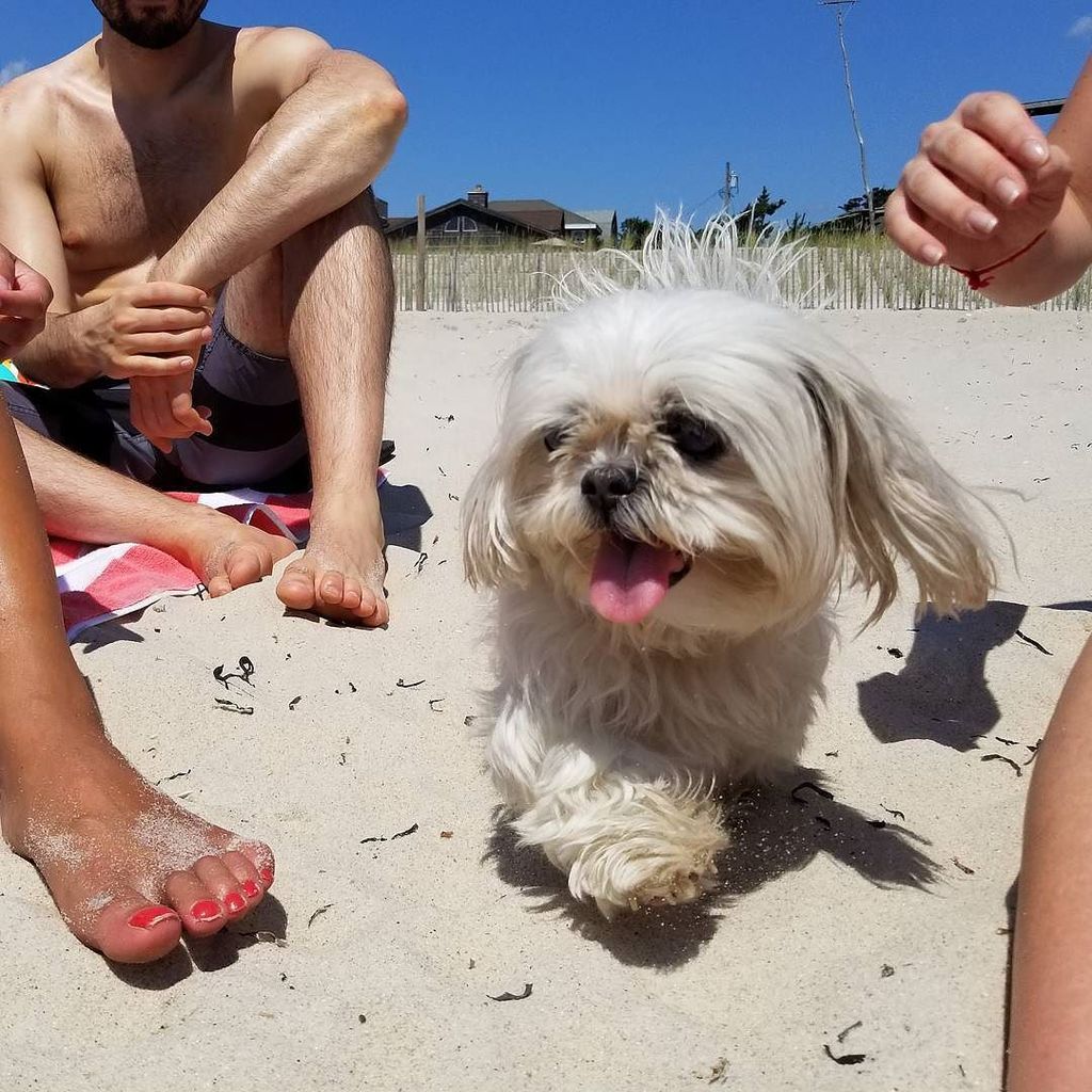mikebogo's tweet photo. Made a new friend on the beach this weekend! https://t.co/Glb7BeTLgK https://t.co/ETImy2qFAf