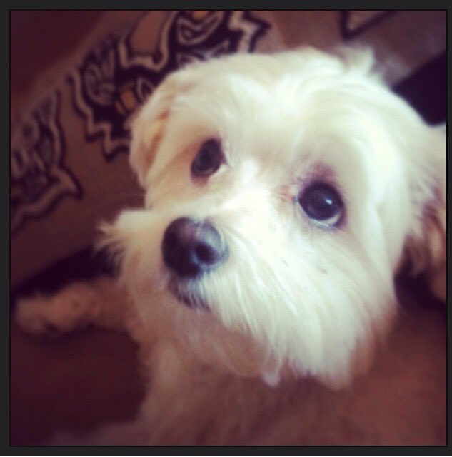 gofundme.com/pleasehelpsave… We are devastated. Please help: share, donate if you can, keep us in your thoughts. Xoxo