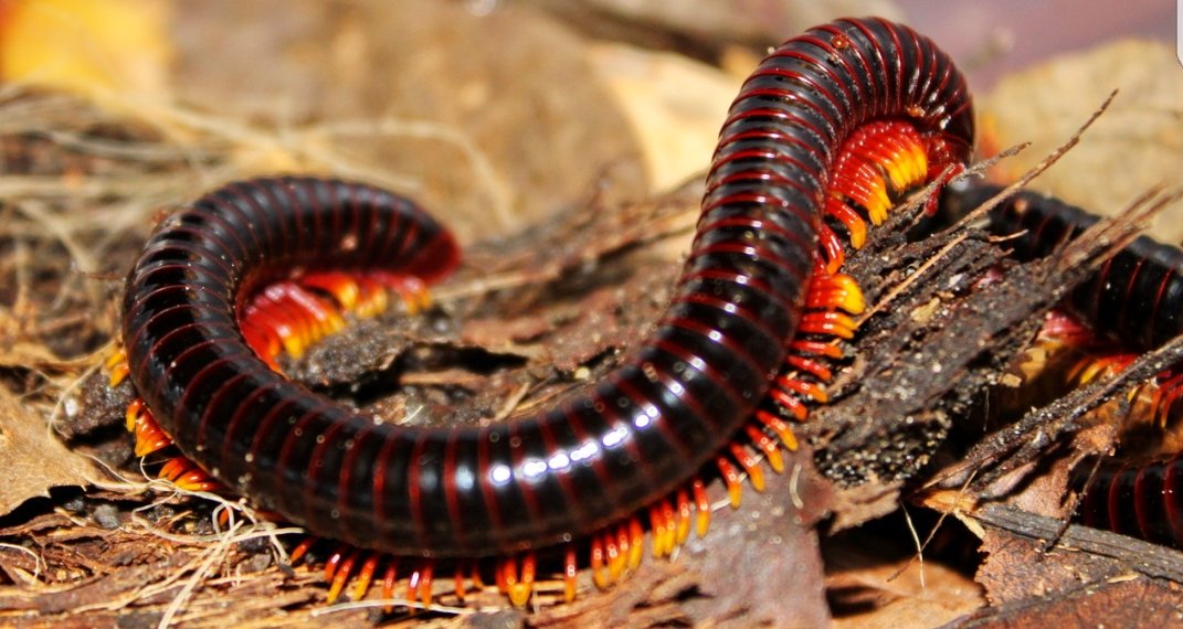 GodCreated_'s tweet photo. Millipedes have glands from which they emit a foul smelling and foul tasting compound to repel predators #defensestrategy  #God  #creation https://t.co/KlmE3wrlYV