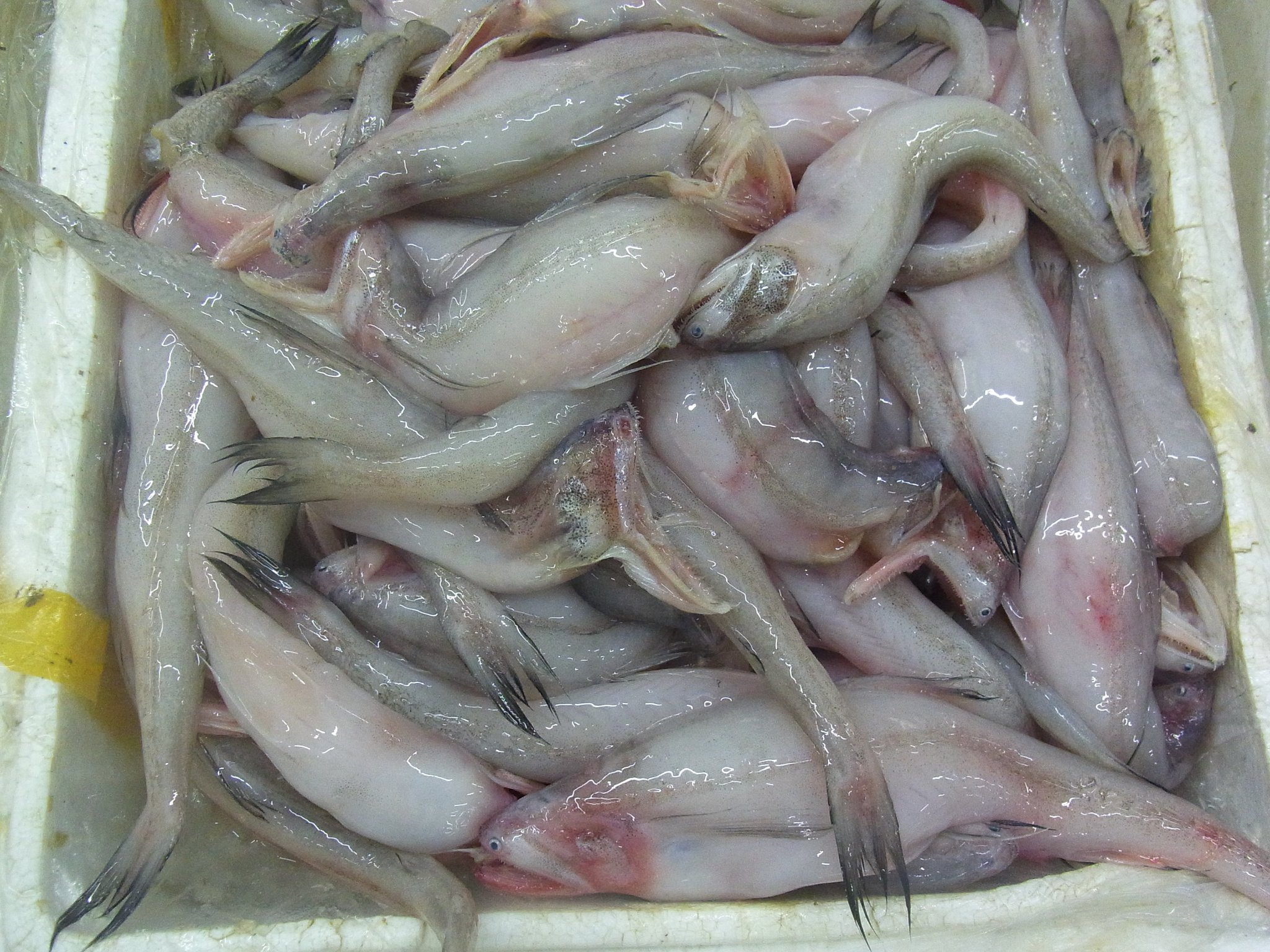 Rhodeus V Twitter 中国の市場にて19 豆腐魚と書かれていたエソ類 同行した先輩が調べたところテナガミズテング Harpadon Nehereus という種類らしい 体が大変軟らかく 煮つけると豆腐のようになるそうだ 揚子江 長江 河口沖で水揚げされる Rhodeus V Twitter 中国の市場にて19 豆腐魚と書かれていたエソ類 同行した先輩が調べたところテナガミズテング Harpadon Nehereus という種類らしい 体が大変軟らかく 煮つけると豆腐のようになるそうだ 揚子江 長江 河口沖で水揚げされる