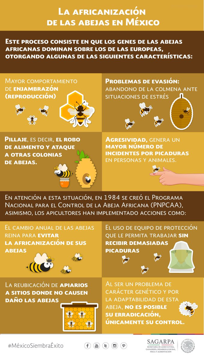 Agricultura_mex's tweet image. Las abejas africanas arribaron a México en 1986 y desde entonces han representado un peligro latente para la apicultura mexicana.