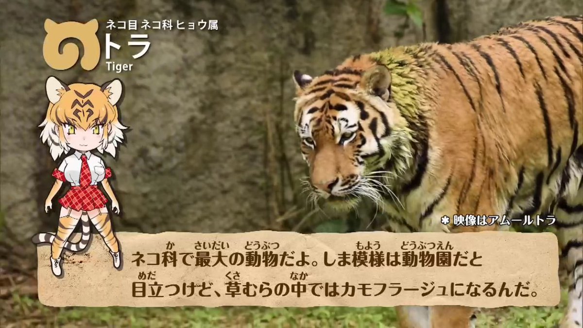 ホワイトタイガー けものフレンズ Twitter Search ホワイトタイガー けものフレンズ Twitter Search