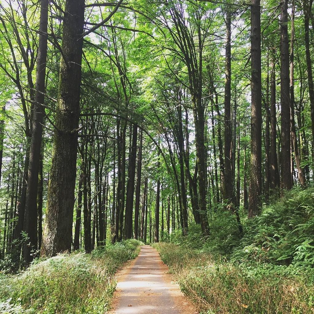 Kate_McKernan's tweet photo. trees. #portlandhasit https://t.co/M9fjMjFOLi https://t.co/A2ssOIfxaa