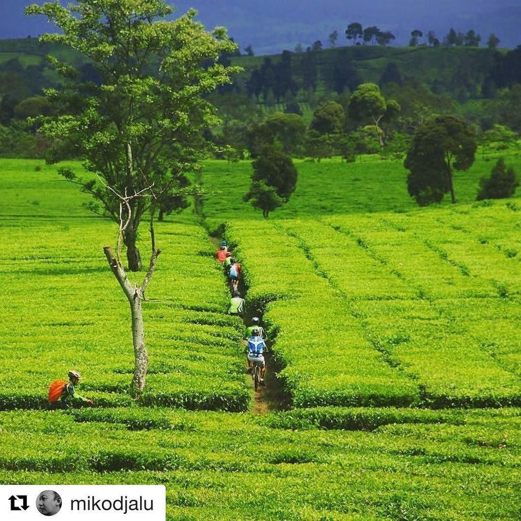 RayongBikeTours's tweet photo. #Repost @mikodjalu (@get_repost)
・・・
Amazing tea field 
#tea #teafields #cycling #mountainbike #adventure #gowes #… https://t.co/pdpPez9oSX https://t.co/75CKbjveUs