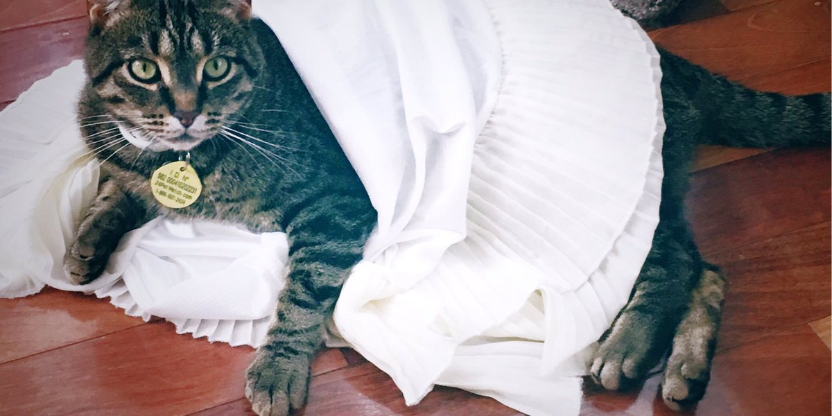 dhavahx's tweet photo. Do you wanna see my first dance? #dancingcat #lovelycat #MondayBlogs @kwhumane I'm Mumbo~~ https://t.co/hw41egZekM