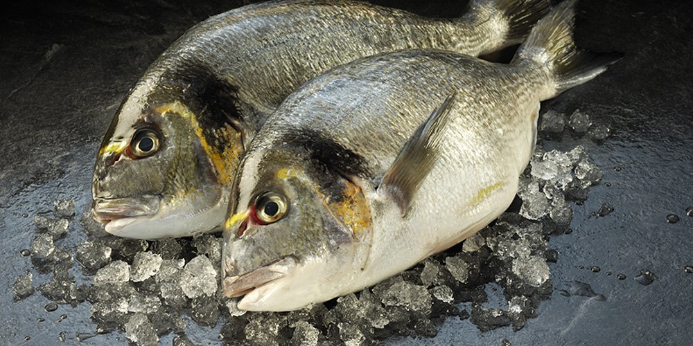 Living the bream: Aqualife finds a place in Portuguese sun. bit.ly/2uWiXHs <a href="/IoAStirling/">Institute of Aquaculture</a> <a href="/HIEScotland/">HIE</a> <a href="/ScotDevInt/">Scottish Development International</a> <a href="/AqualifeGlobal/">Aqualife Services</a>