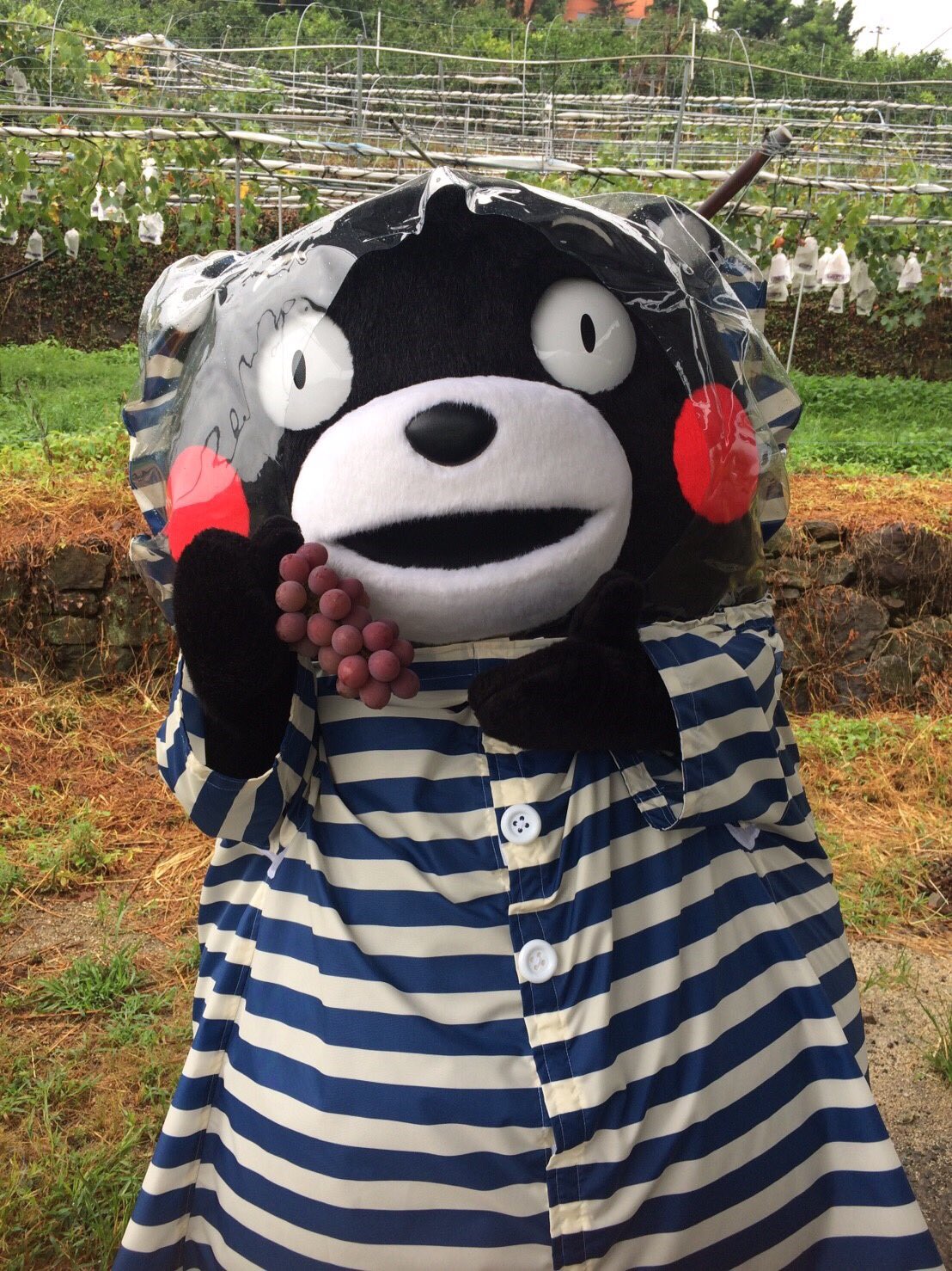 くまモン 公式 Twitterissa おはくま 今日も元気にいってくまーす