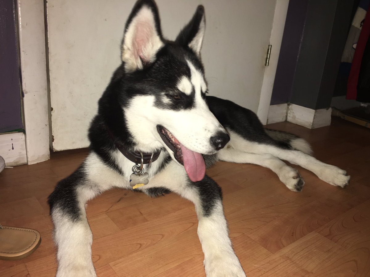 restlcss's tweet image. he is so big now :(