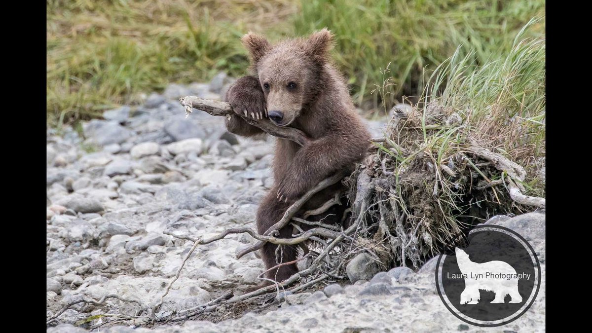 LauraLynPhoto's tweet photo. #caseofthemondays anyone else tired already this week? #wildlifephotography #Photography #lauralynphotography https://t.co/OttLt6iUVv