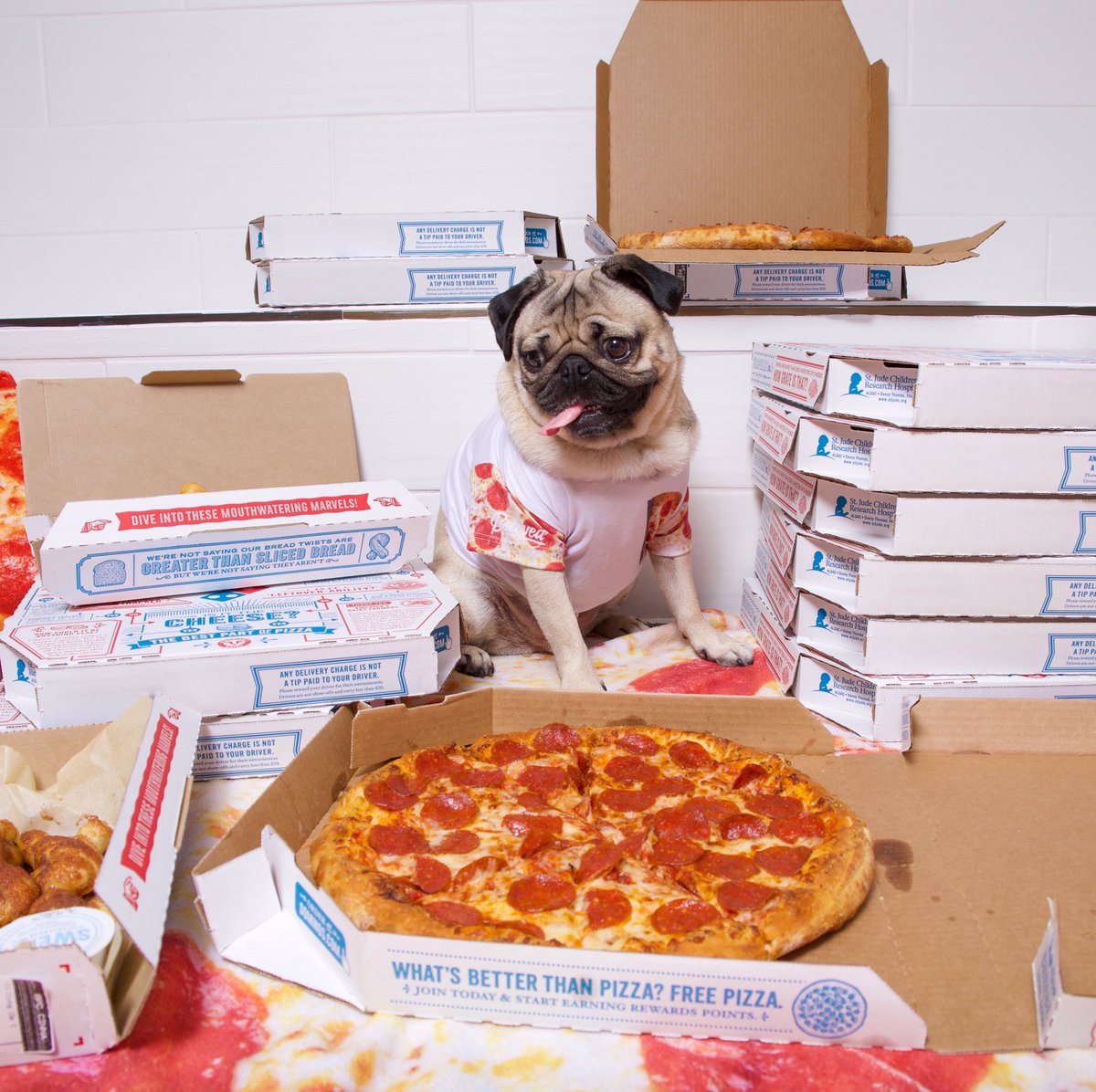 itsdougthepug's tweet photo. To celebrate 1M Twitter followers - it's virtual pizza party and Q&amp;A time! Ask me anything &amp; RT for a chance to win a @dominos gift card! 🍕 https://t.co/he45bycjqJ