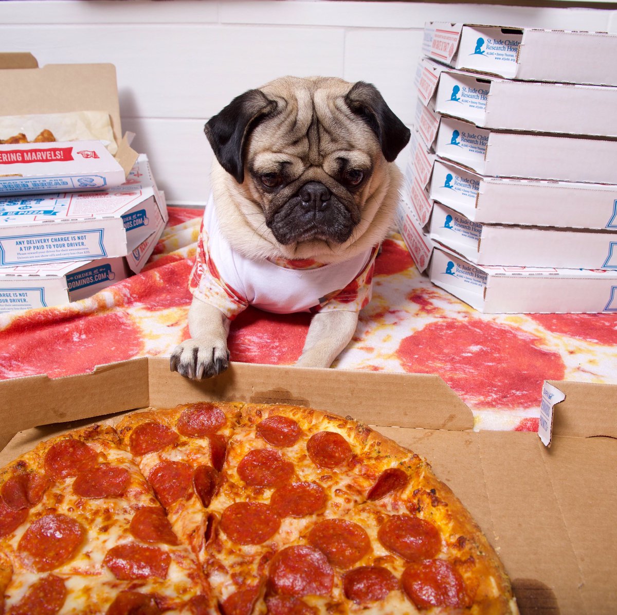 itsdougthepug's tweet photo. To celebrate 1M Twitter followers - it's virtual pizza party and Q&amp;A time! Ask me anything &amp; RT for a chance to win a @dominos gift card! 🍕 https://t.co/he45bycjqJ