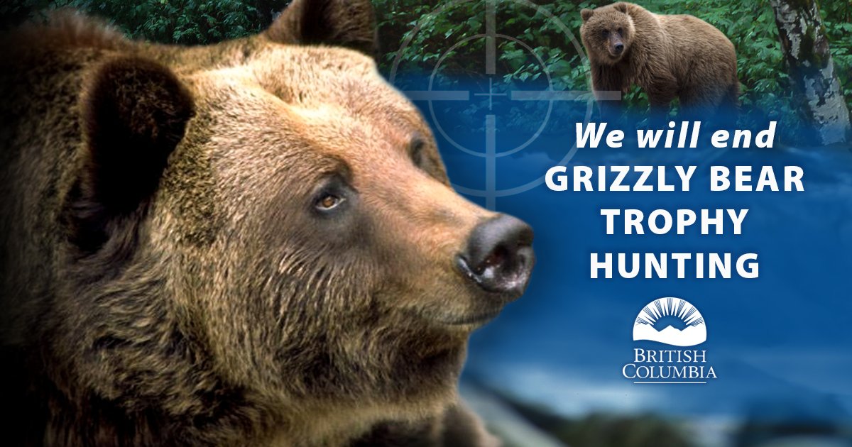BCGovNews's tweet photo. Effective Nov. 30, 2017 #BC will end grizzly bear trophy hunting thoughout the province. https://t.co/awwobFIyrE https://t.co/dNQuCcMY9E