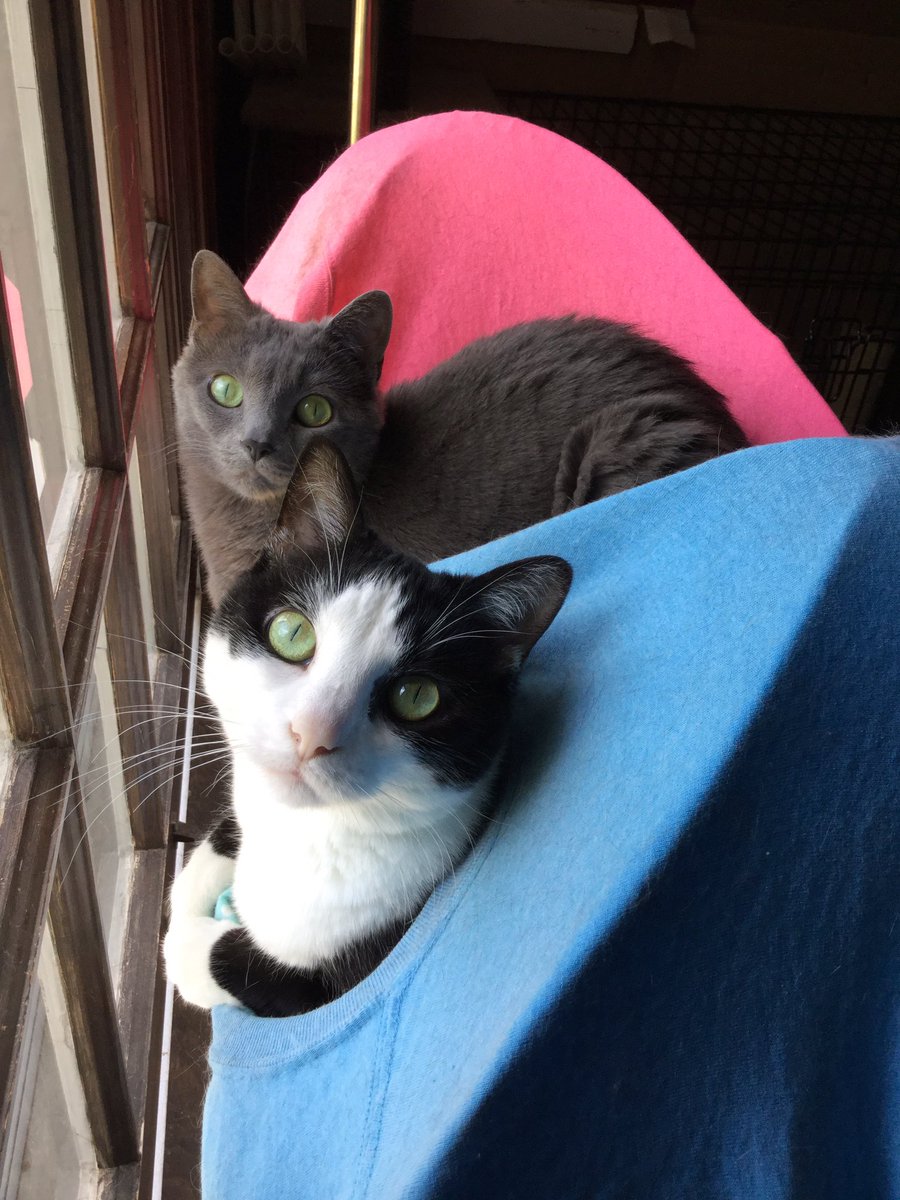 Russian_Smokey's tweet photo. Birdwatching with my sister 
#catsoftwitter #catsofinstagram #cats #birdwatching #cutepetclub #catsrule https://t.co/iJJRlh4AQO