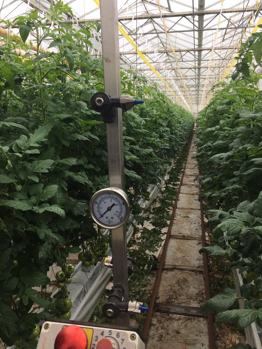 HortApplication's tweet image. Set up for a spray demo in tomatoes #CoverageIsKey #HirHardHitEarly