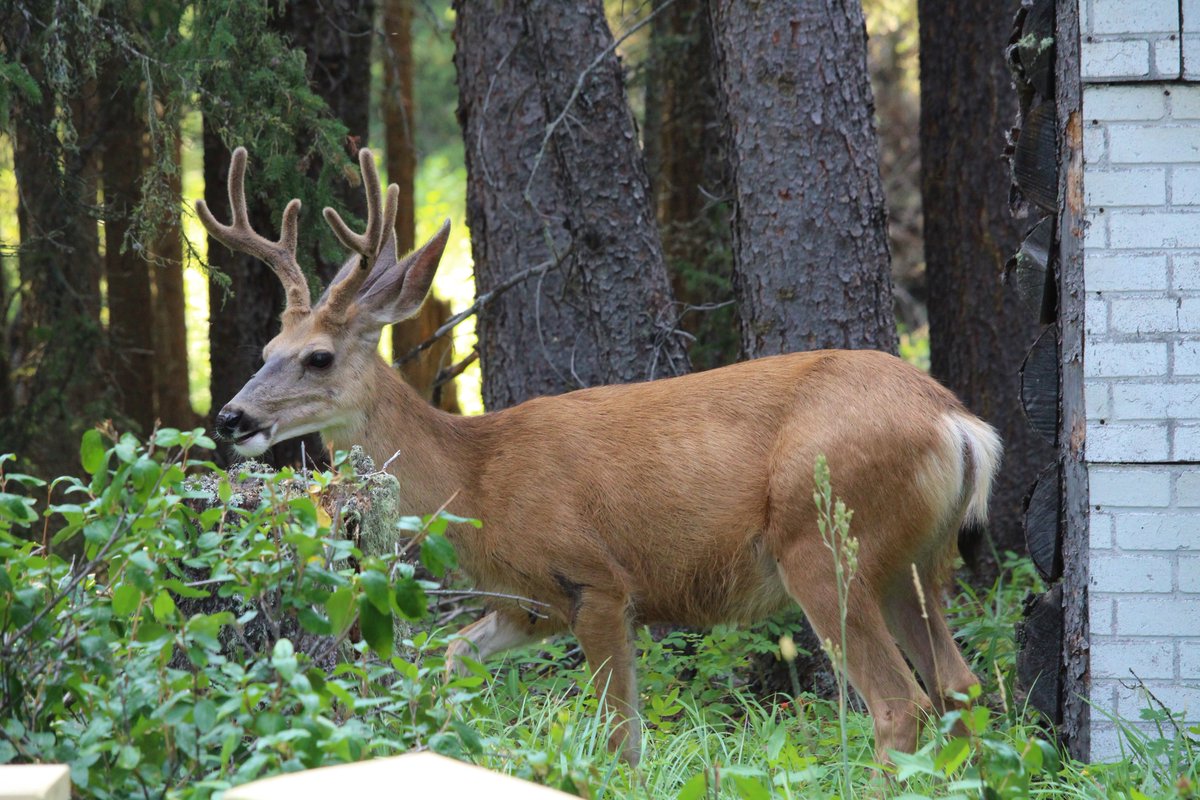 viv_iam's tweet photo. Update; #mulebuck still hanging at cabin with us. Maybe this is his strategy to stay safe from cougars? Could be smarter than I thought! π€ https://t.co/lj6lT0WMgm