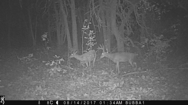 #MotivationMonday when these 2 bruisers are back on the <a href="/BrowningCams/">BrowningTrailCameras</a>! Makes it easier for <a href="/RattlinOutdoor/">bubs</a> to practice up for bow season!