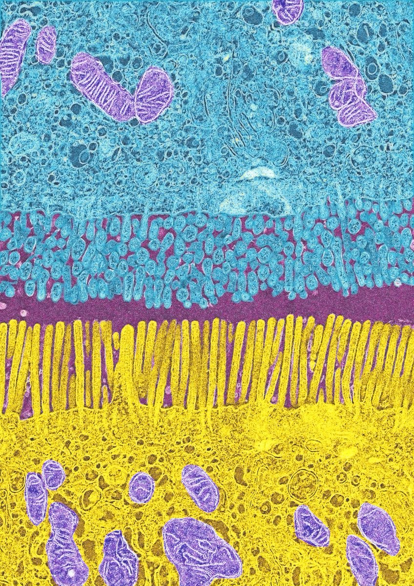 Tweaking metabolism increases intestinal stem cell growth. <a href="/UofUMDPhD/">UofUMDPhD</a> <a href="/NatureCellBio/">Nature Cell Biology</a> dx.doi.org/10.1038/ncb3593 #biochem #mitochondria